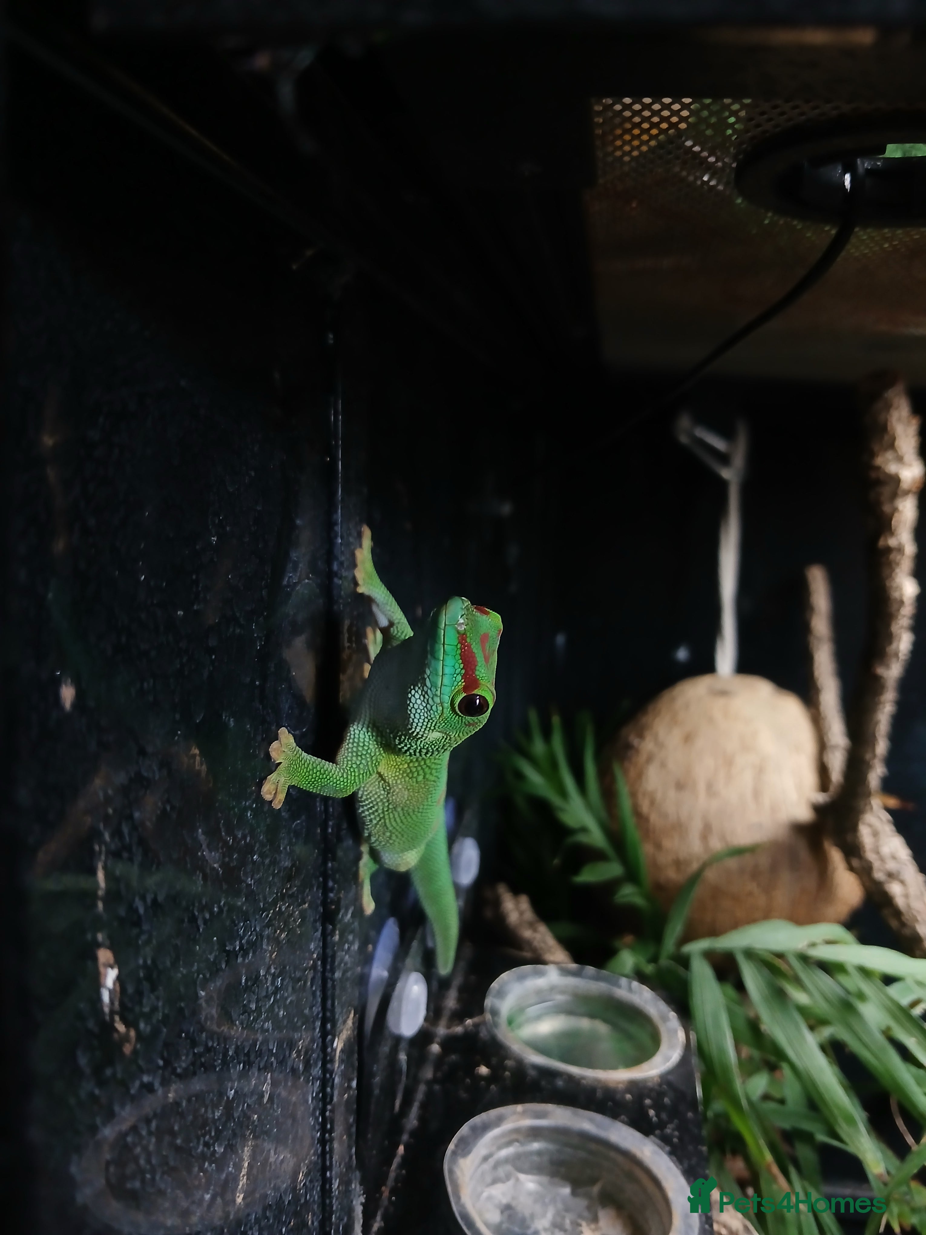 Gecko reptiles Madagascar giant day gecko.  - Advert 22