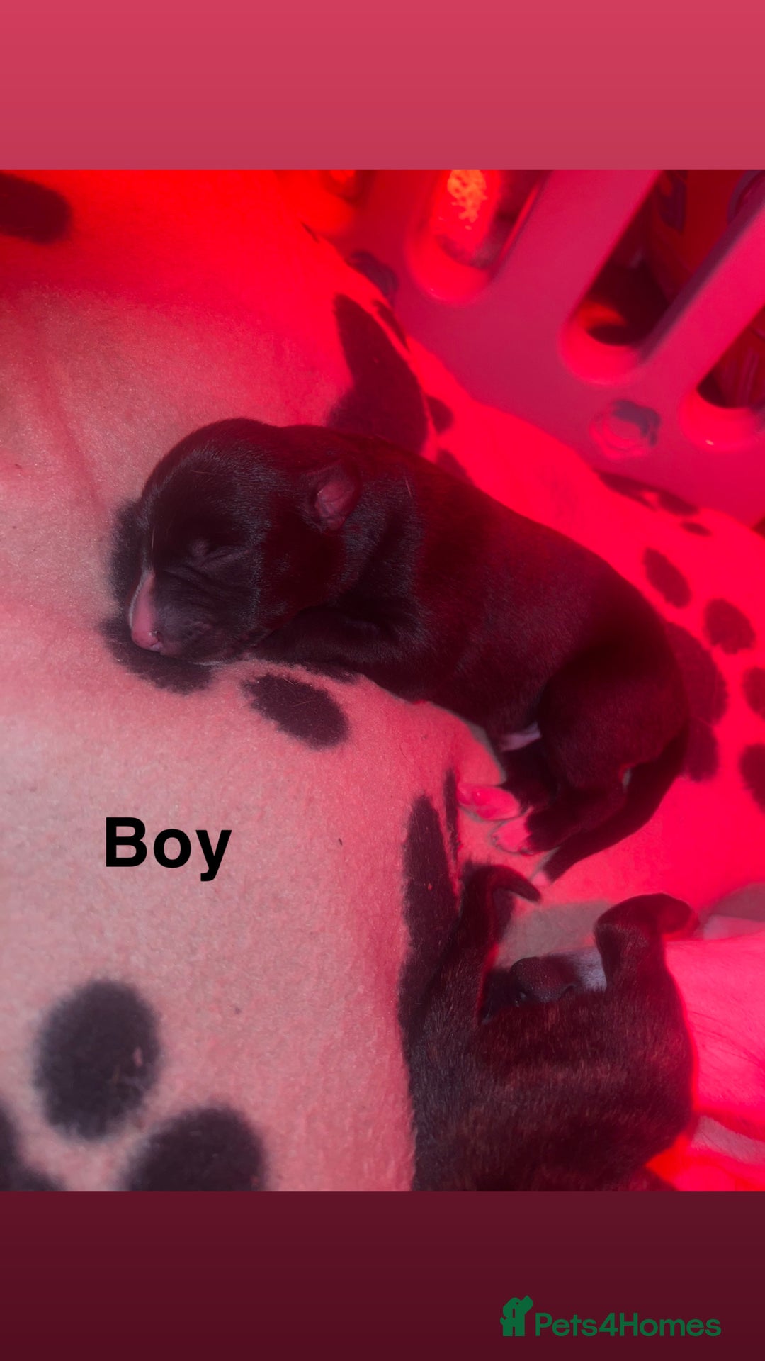 Whippet dogs for sale: Whippet Pups For Sale - Image 7