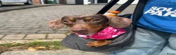 Miniature Dachshund dogs for sale: Rehoming miniature dachshund  in Wirral - Advert 3