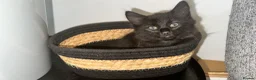 Mixed Breed cats for sale: Stunning kittens 🐈‍⬛  - Advert 22