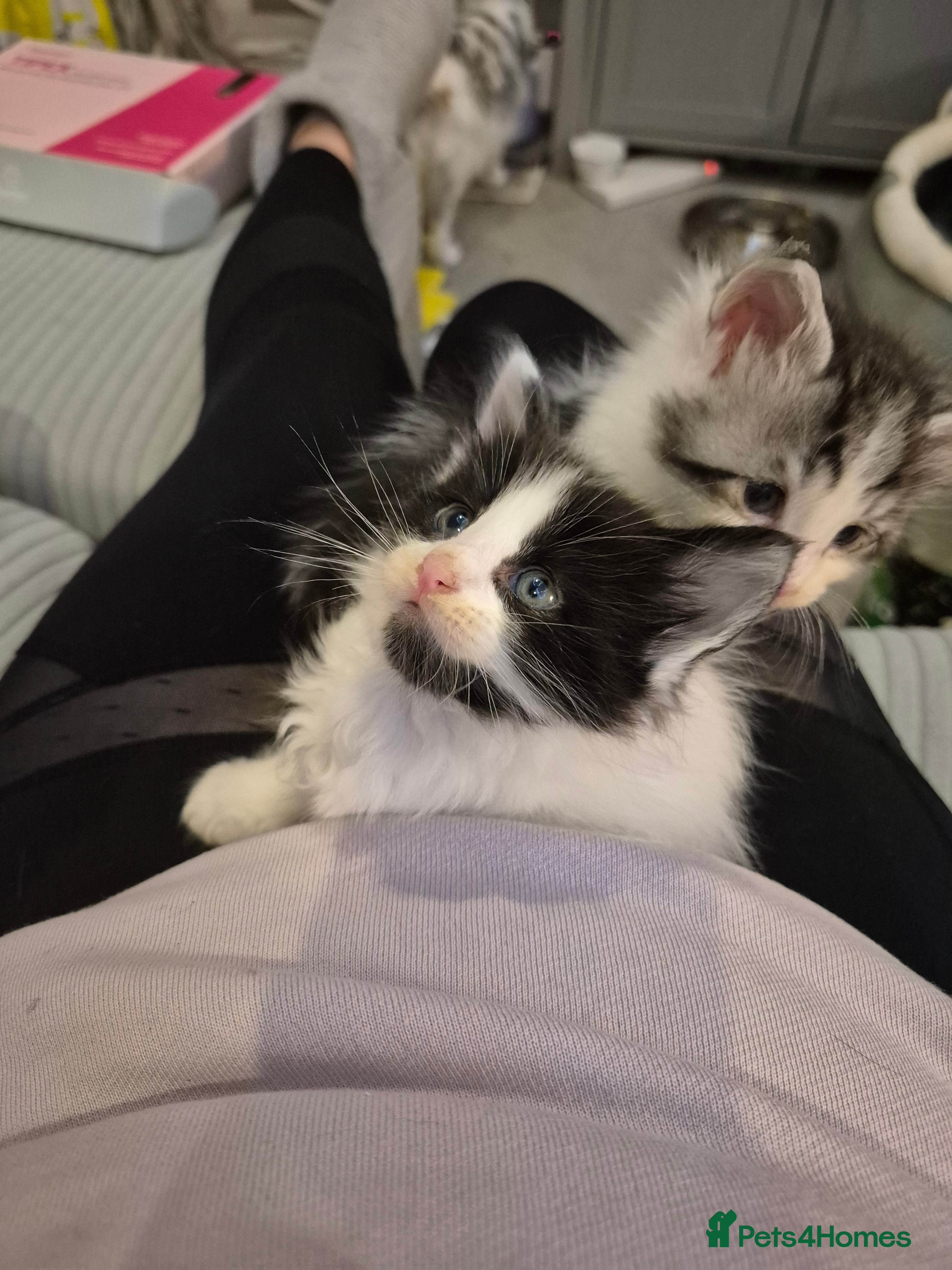 Maine Coon cats Last little Maine Coon Floof - Advert 1