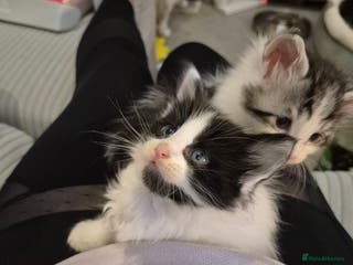 Maine Coon cats Last little Maine Coon Floof - Advert 1