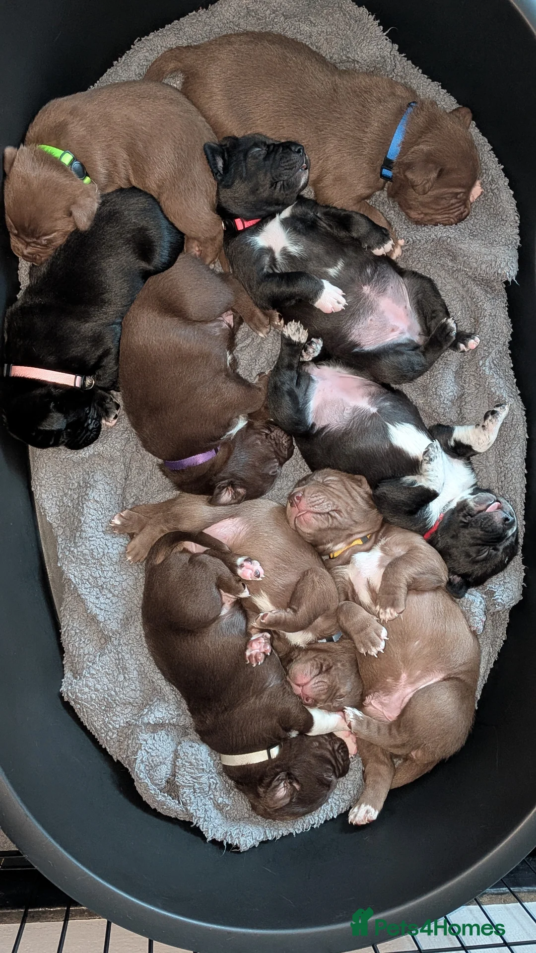 Mixed Breed dogs for sale: Labrabull Puppies  - Advert 1