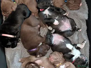 Mixed Breed dogs Labrabull Puppies - Advert 1