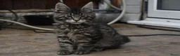 Maine Coon cats for sale: Gorgeous Champion Bloodline Maine Coon Kittens - Advert 11