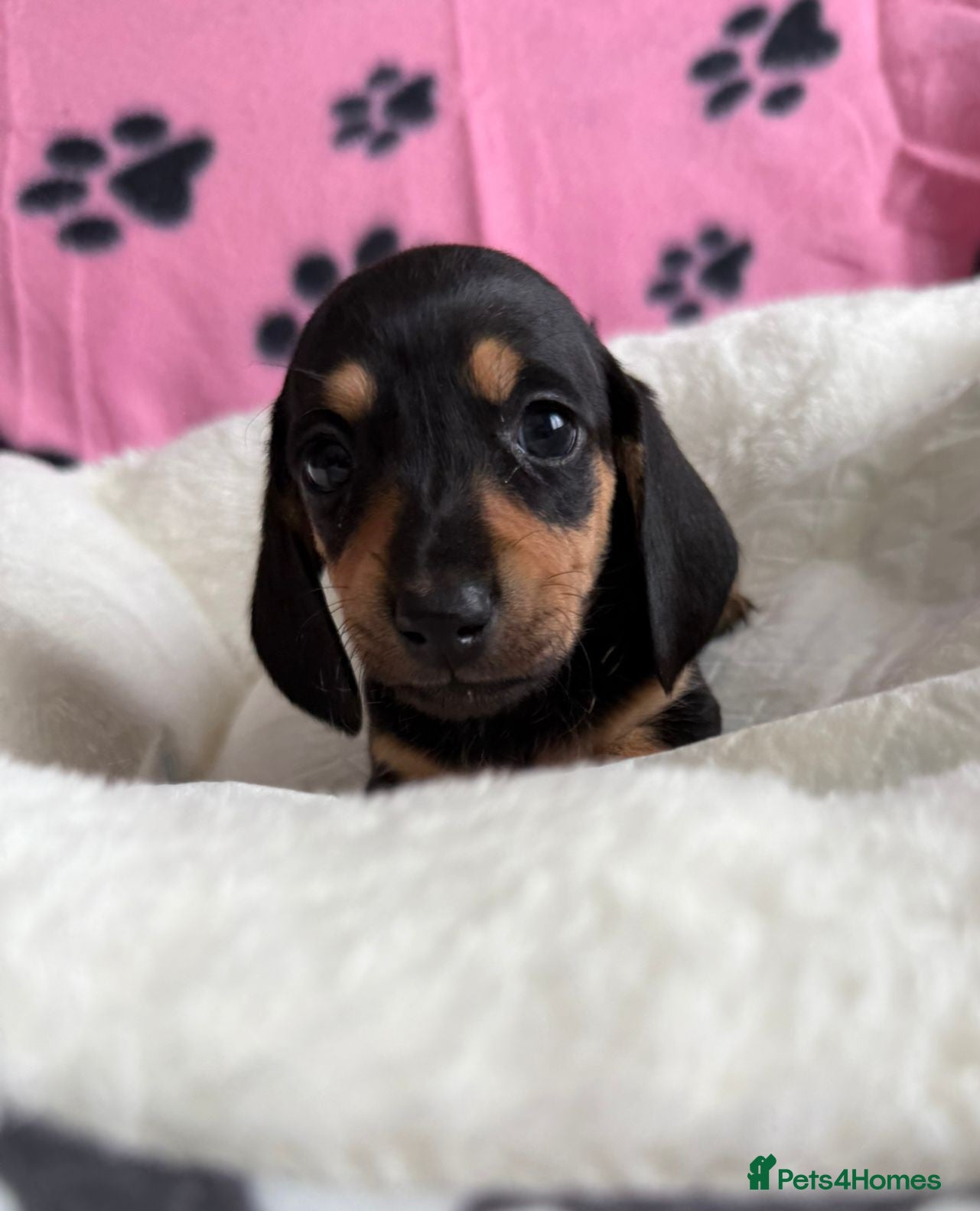 Dachshund dogs Gorgeous litter Only girls left🌈 - Advert 1