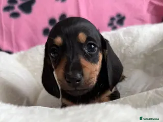 Dachshund dogs Gorgeous litter Only girls left🌈 - Advert 1