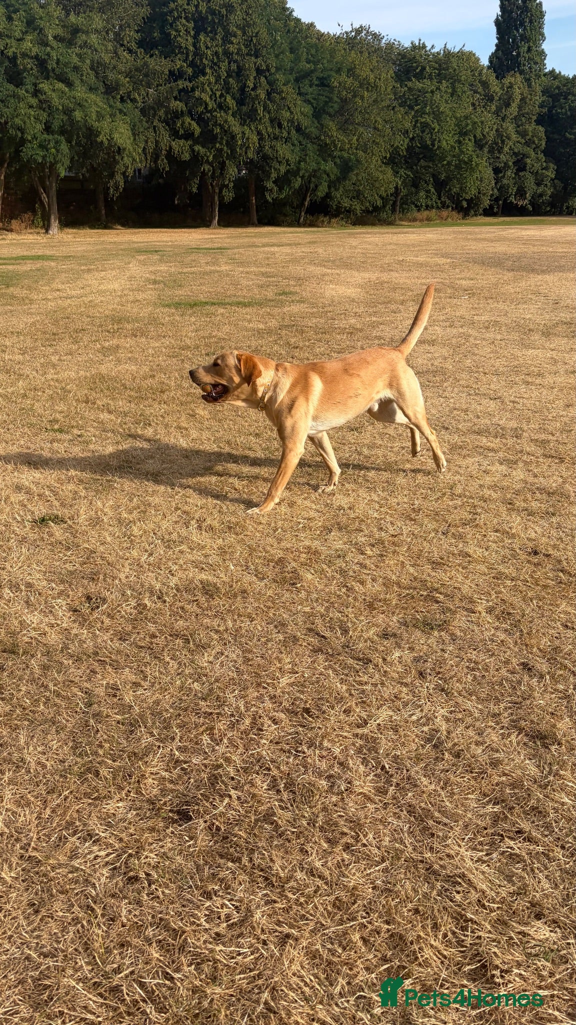 Labrador Retriever dogs Harley - Advert 1