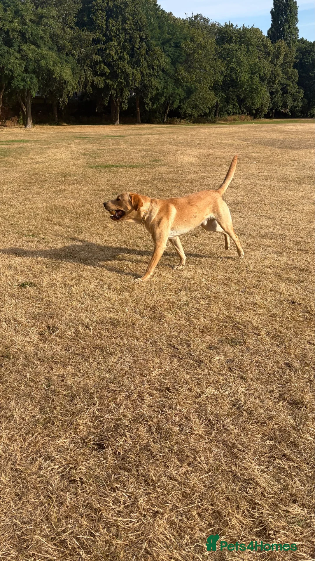 Labrador Retriever dogs for sale: Harley in Oswestry - Advert 1