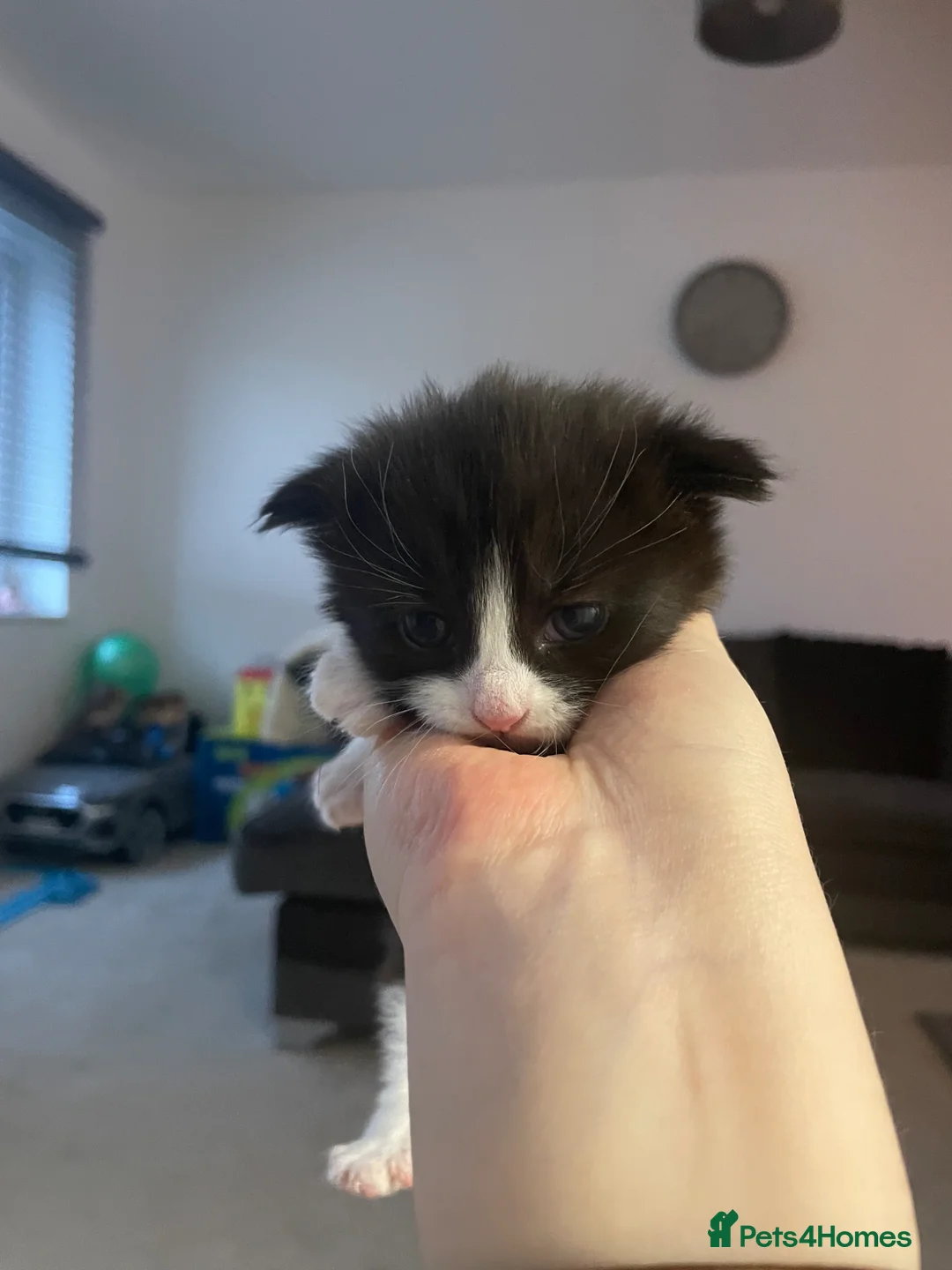 Ragdoll cats for sale: Ragdoll mix  - Advert 2