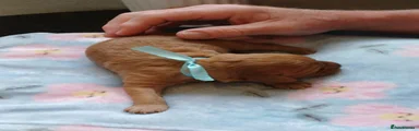 Cavapoo 3