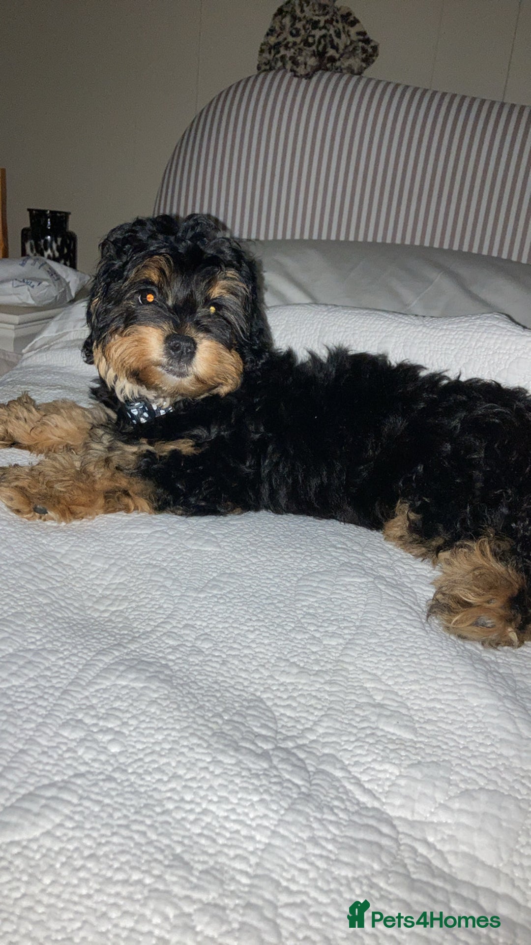 Shihpoo dogs for sale: Chilli The Shihpoo  - Advert 5