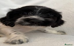Cockapoo dogs for sale: Adorable Cockapoo puppies 🤍 - Image 1