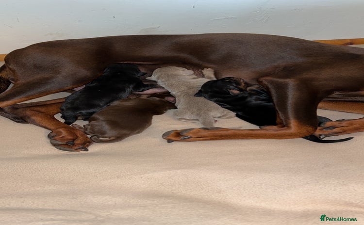 Dobermann dogs - Advert 6