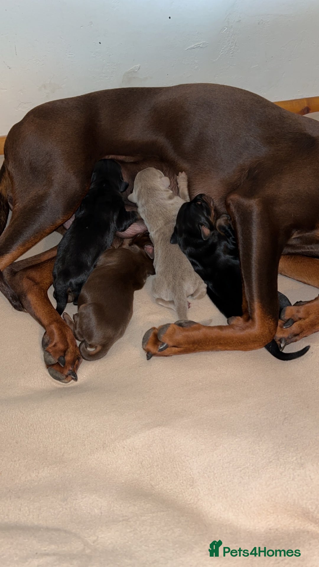 Dobermann dogs for sale: Doberman puppies for sale  - Image 1