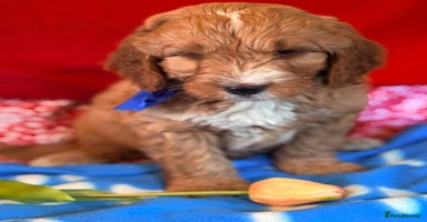 Labradoodle dogs - Advert 3