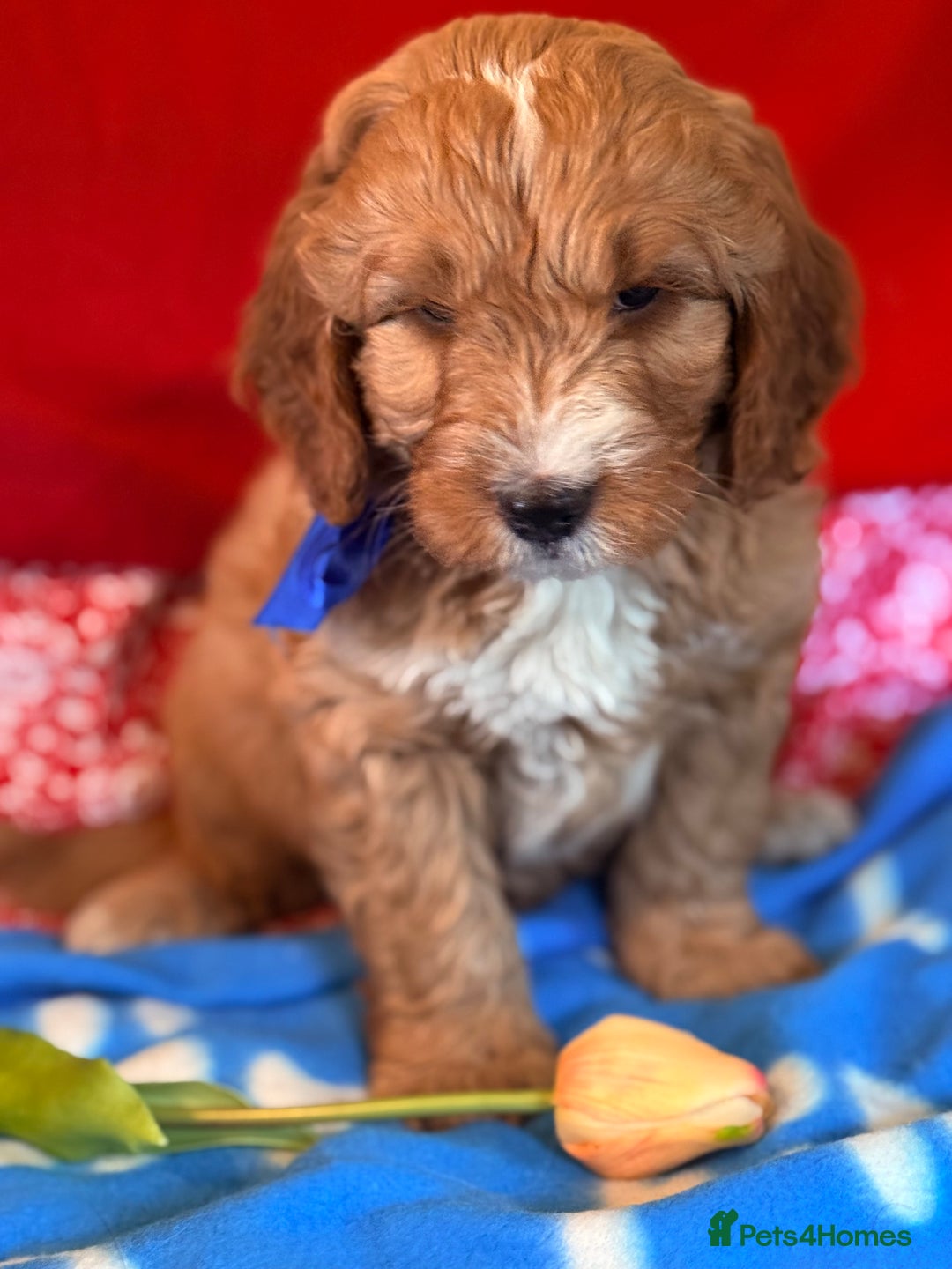 Labradoodle dogs for sale: Labradoodles  - Image 2