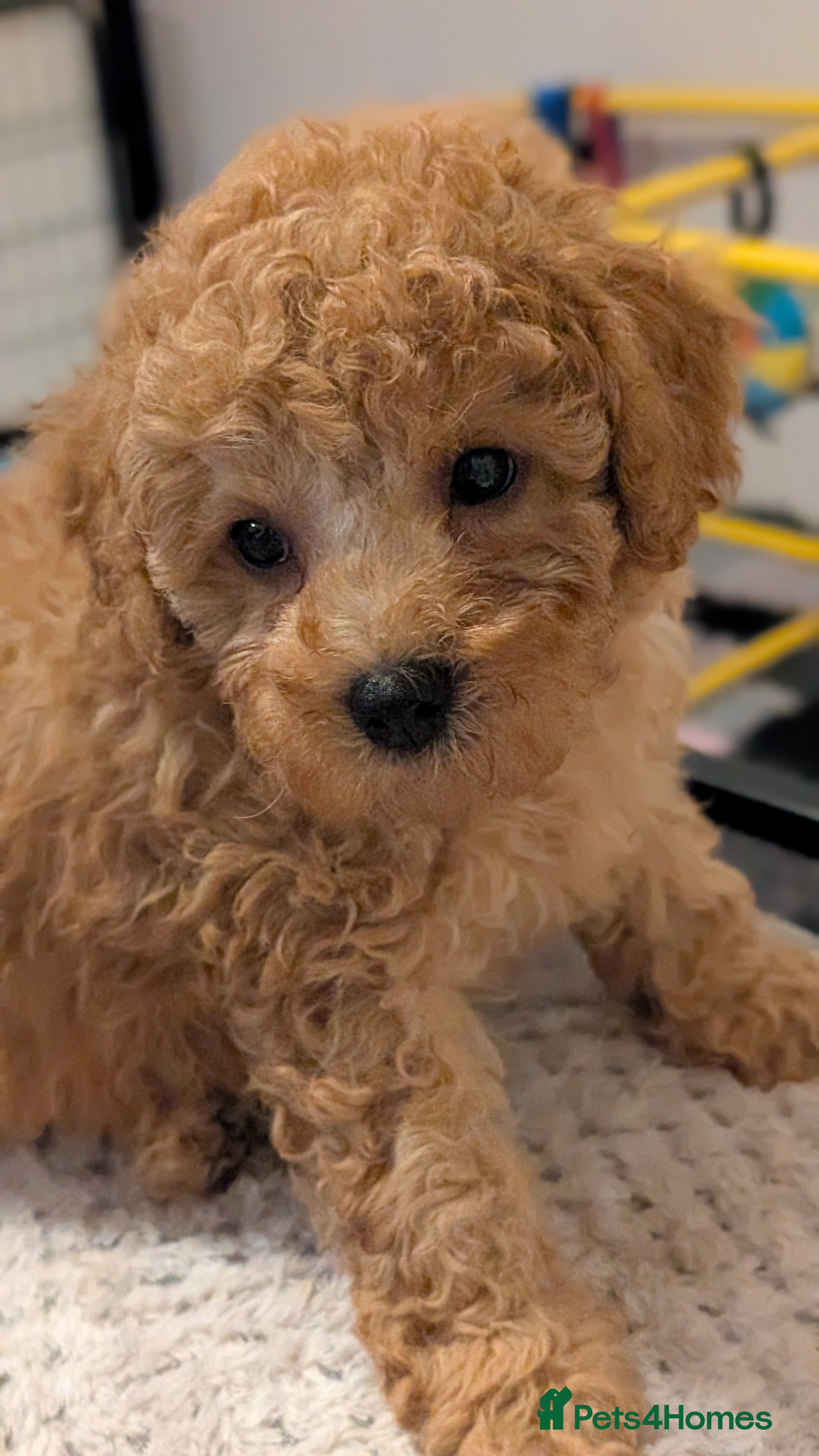 Cavapoo dogs Premium Deep Red F1B Cavapoos (Puppy Culture/ENS) - Advert 2