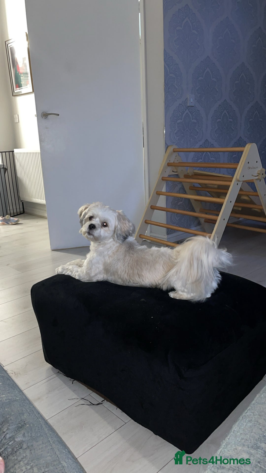 Lhasa Apso dogs for sale: beautiful female lhasa  - Advert 2