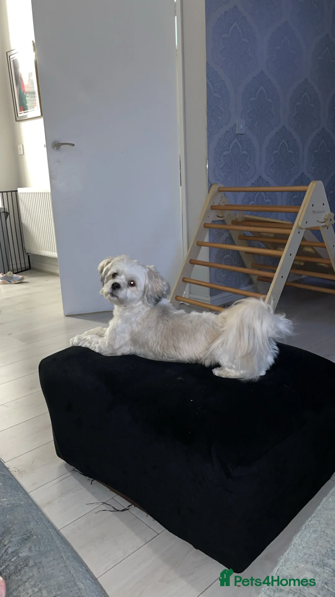 Lhasa Apso dogs for sale: beautiful female lhasa  - Advert 2