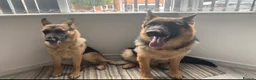 German Shepherd dogs for sale: ⭐️7 Beautiful German Shepherd Puppies⭐️ in Rugby - Advert 32