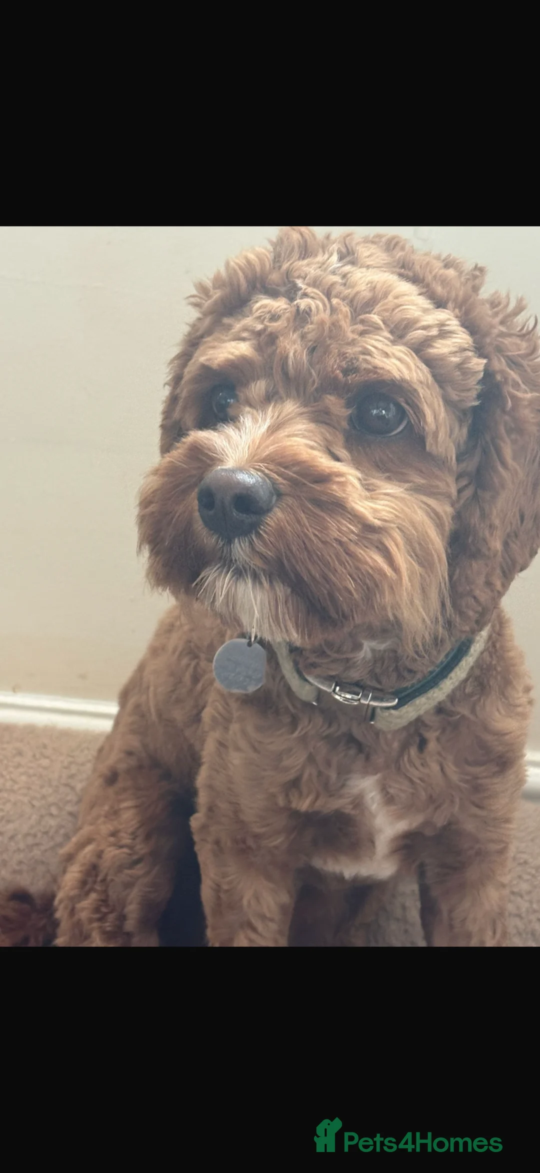 Cavapoo dogs for sale: Beautiful Cavapoo – Looking for a Loving Home - Advert 16