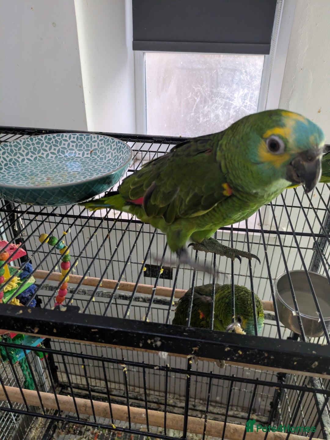 Parrots birds for sale: Hand reared super friendly blue fronted Amazons  - Advert 6
