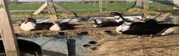 Ducks poultry for sale: Muscovies Varying Ages 20 Ducks 6 Drakes  - Advert 5
