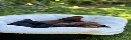 Cocker Spaniel dogs for sale: Stunning kc cocker spaniels - puppy culture raised - Advert 7