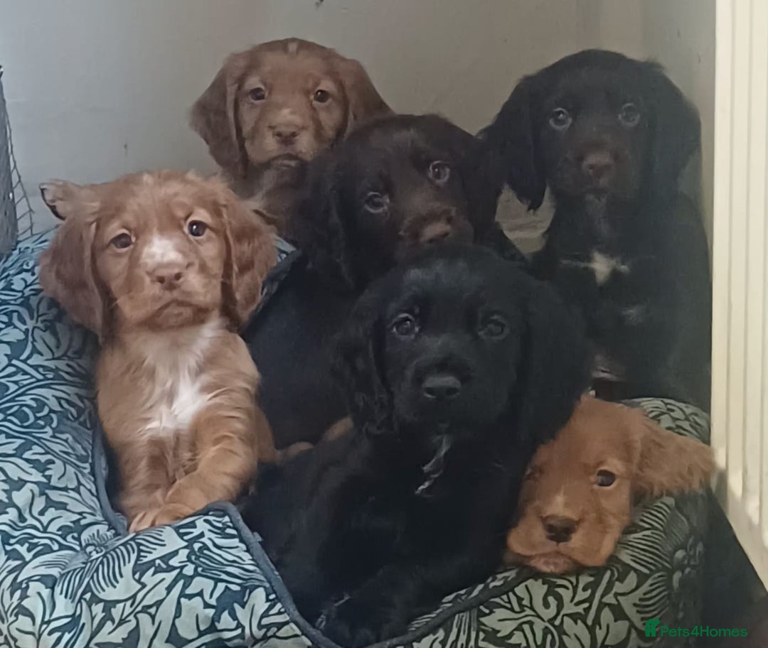 Cocker Spaniel dogs for sale: Working Cocker Spaniel puppies for sale - Advert 2