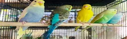 Budgerigars birds for sale: Beautiful Baby Budgies .& Cages Various. Mutations - Advert 7