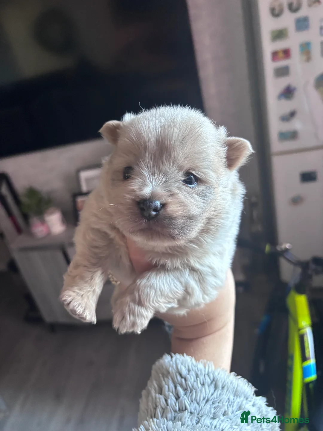 Mixed Breed dogs for sale: Chowpom puppies - Advert 12