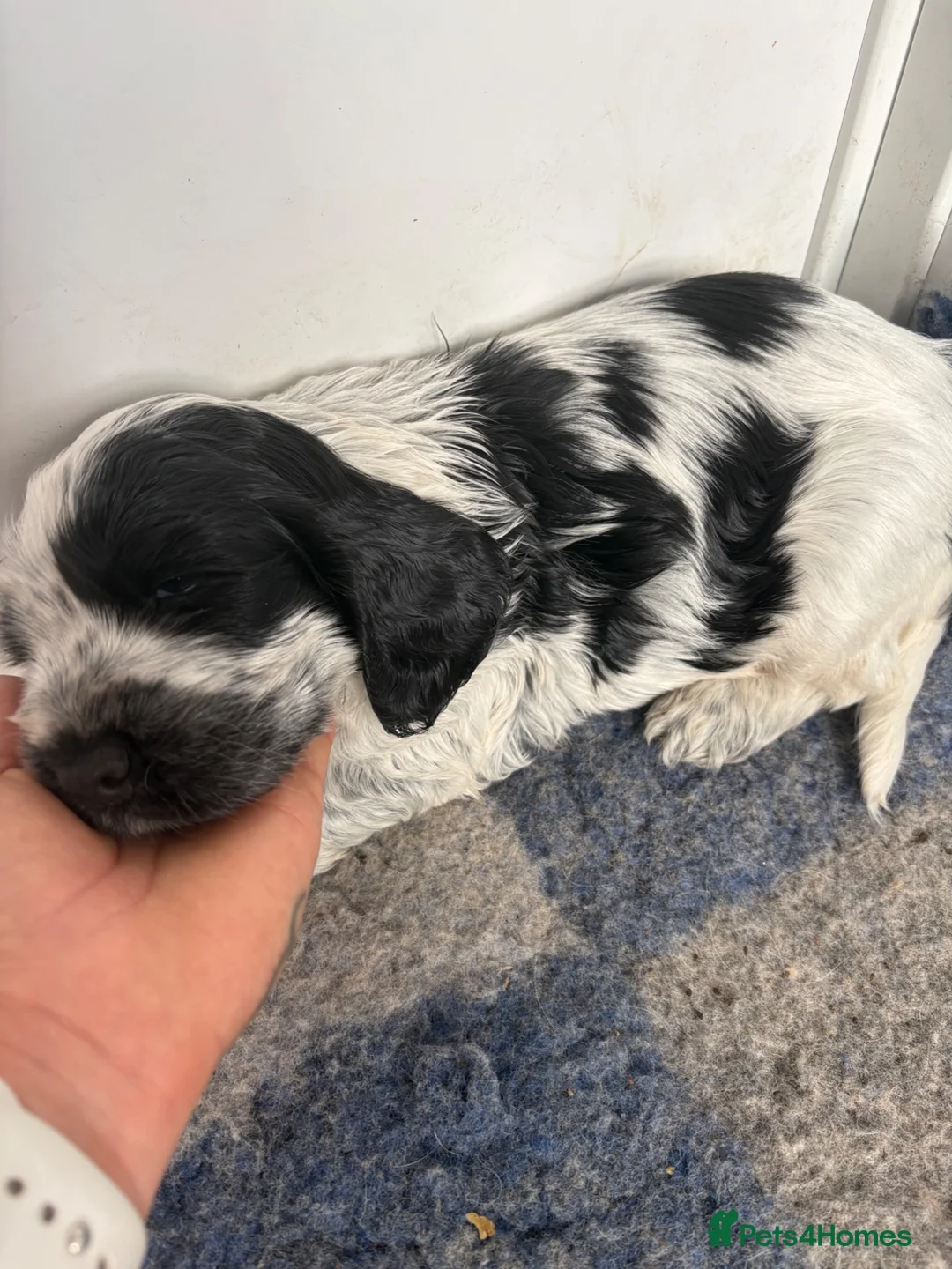 Cocker Spaniel dogs for sale: Show Type- from Proven Lines  - Advert 6