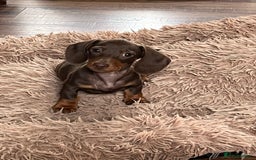Miniature Dachshund dogs for sale: READY NOW - short haired miniature dachshunds  - Image 23