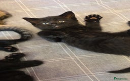 Mixed Breed cats for sale: Ghost tabby - Image 1
