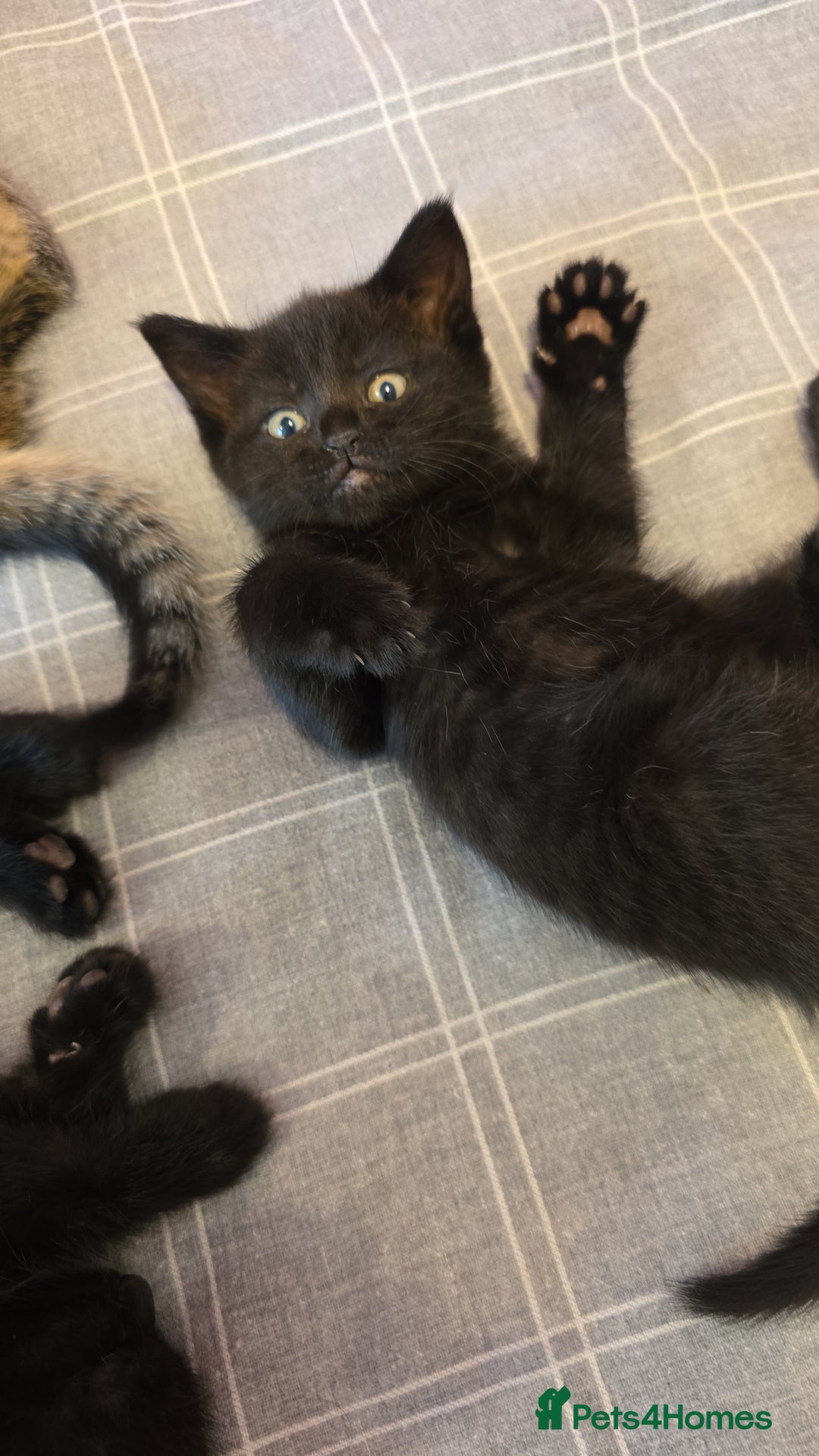 Mixed Breed cats for sale: Ghost tabby - Image 1