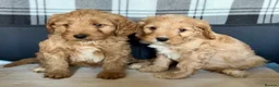 Cavapoo dogs for sale: Beautiful red cavapoos  in Sheerness - Advert 3