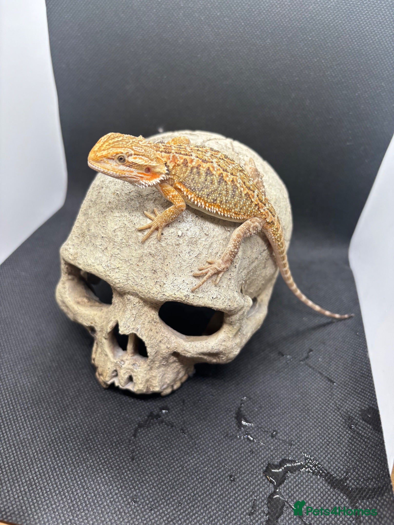 Bearded Dragon reptiles Spectacular baby dragons ready now  - Advert 2