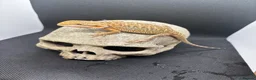 Bearded Dragon reptiles for sale: Spectacular baby dragons ready now  - Advert 2