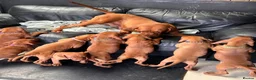 Hungarian Vizsla dogs for sale: Gorgeous Hungarian Vizsla puppies  - Advert 33