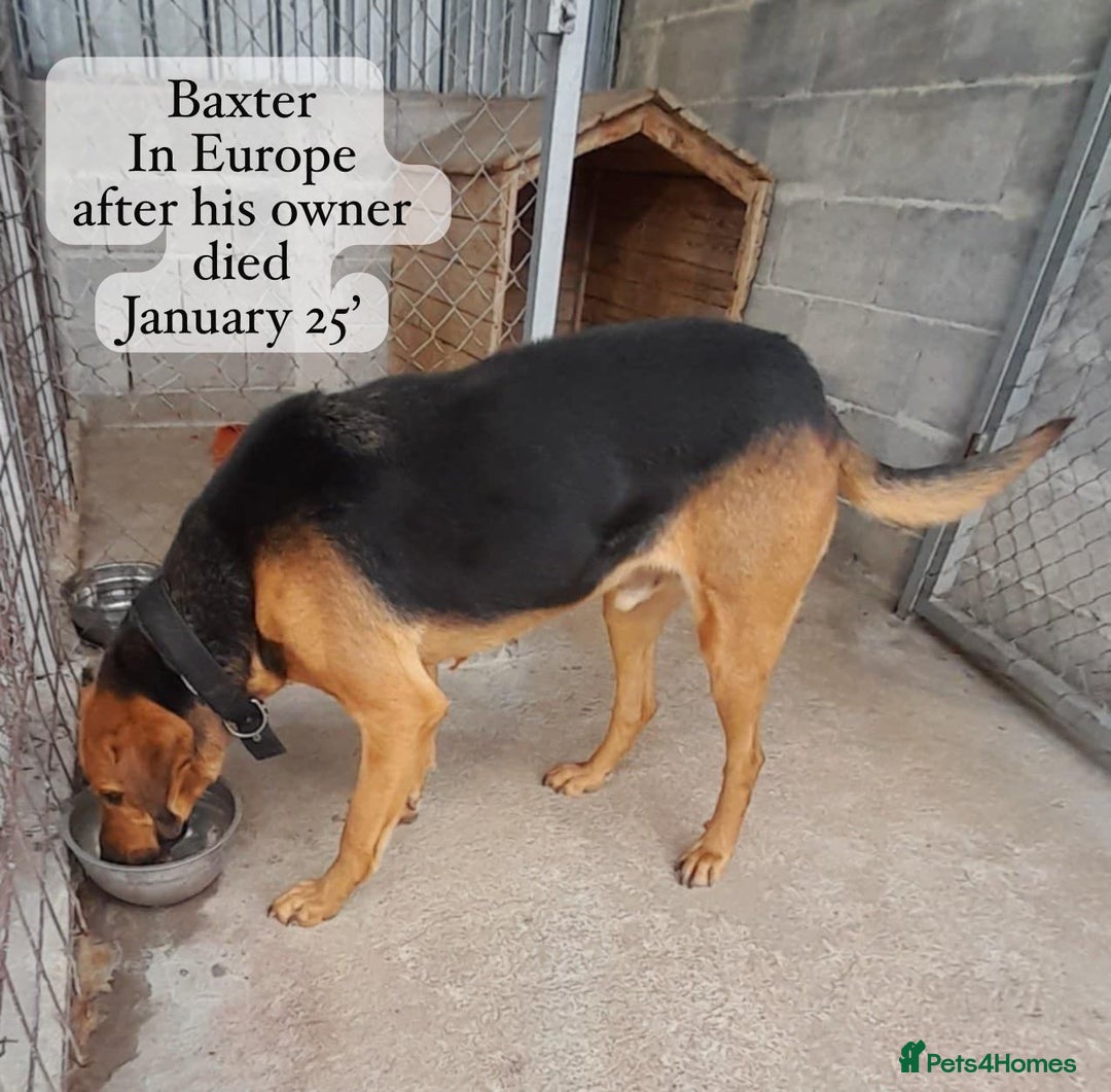 Mixed Breed dogs for adoption: Baxter, 5 yrs old boy. Available for adoption. - Image 14