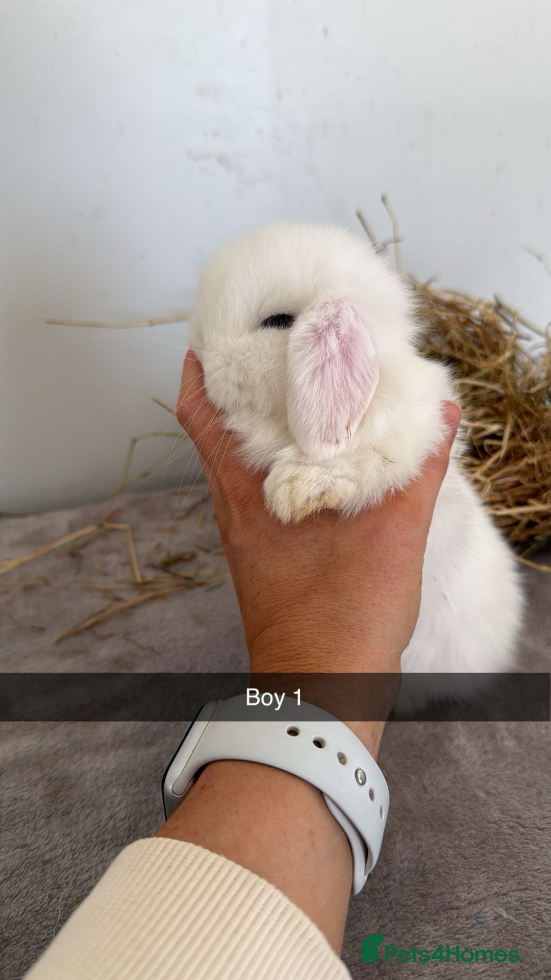 Mini Lop rabbits One left* ready 2nd October  - Advert 15