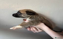 Mixed Breed dogs for sale: BEAUTIFUL BULL HERDERS (American Bulldog X Mali) - Image 11