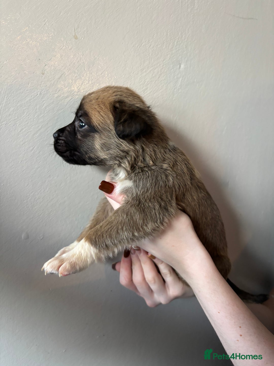 Mixed Breed dogs for sale: BEAUTIFUL BULL HERDERS (American Bulldog X Mali) - Image 11