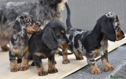Dachshund dogs for sale: Wire-haired dachshund pups - Image 6
