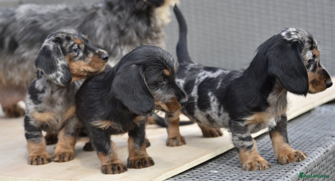 Dachshund dogs for sale: Wire-haired dachshund pups - Image 6