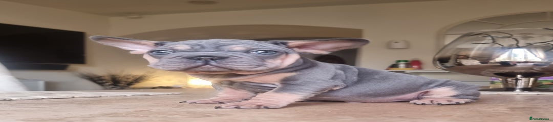 French Bulldog Puppy 5