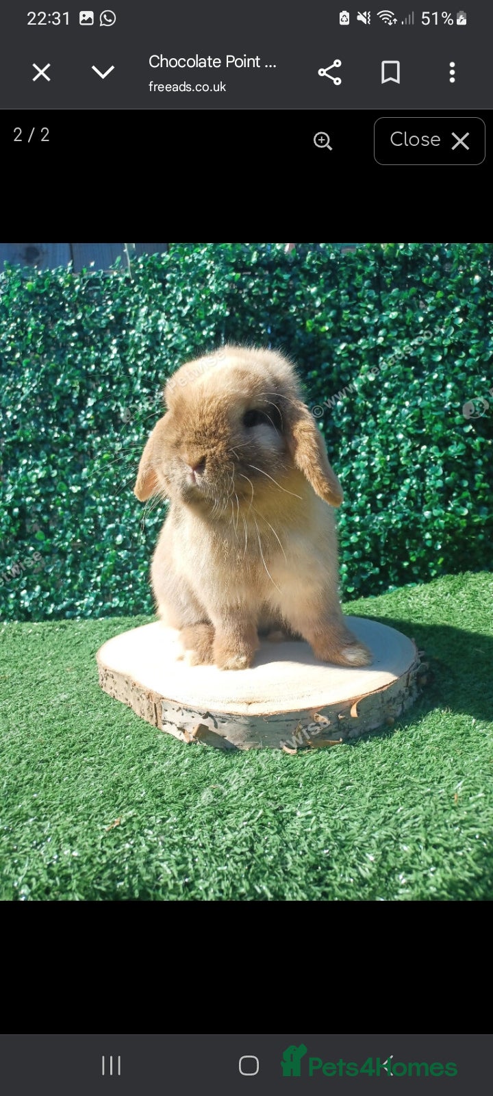 Mini Lop rabbits Chocolate point 8 month old Buck  - Advert 23