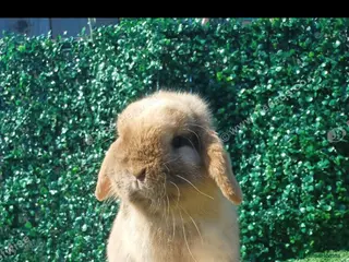 Mini Lop rabbits Chocolate point 8 month old Buck - Advert 23
