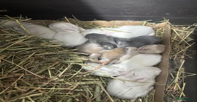 French Lop rabbits - Advert 9
